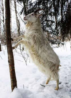 Finnish_Landrace_goat_in_winter.jpg