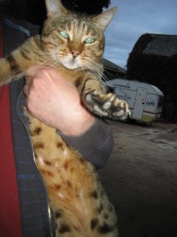 spots.jpg