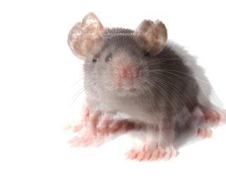 mouse vibration.jpg mouse vibration.jpg