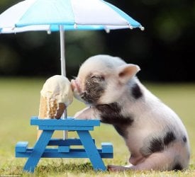pig.jpg pig.jpg
