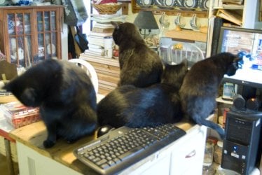 CatsAndComputers.jpg CatsAndComputers.jpg