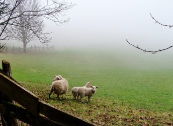 sheep in mist april 2016.jpg sheep in mist april 2016.jpg