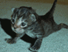 Bodybuilding_Kat.gif