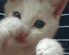 2910.gif 2910.gif