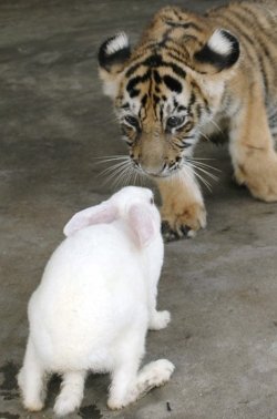 46TigerMOS_468x706.jpg