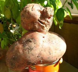 Spud..jpg