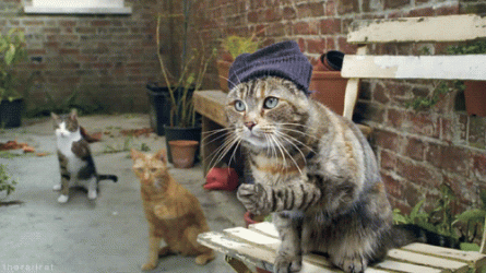 cat_fingersnap.gif cat_fingersnap.gif
