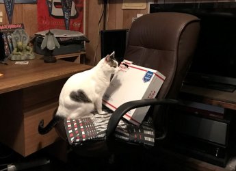 Kitty.JPG