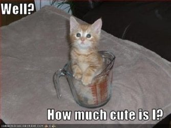 Cute_Kitty.jpg