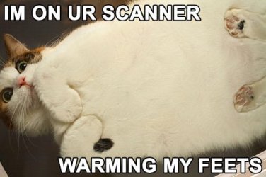 scan_cat.jpg