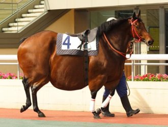 Race-Horse-R.jpg