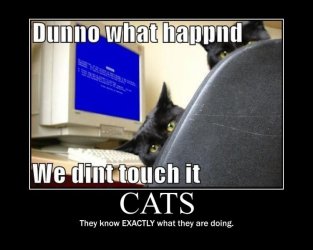 cats.jpg