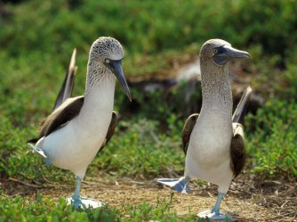 Blue Footed Boobies.jpg