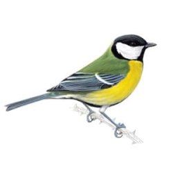 great tit.jpg