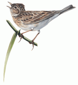 lark.gif