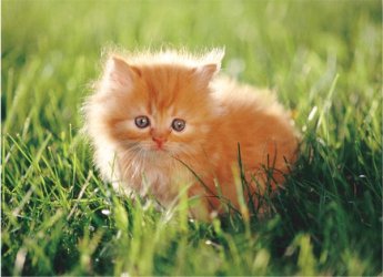 kitten.JPG
