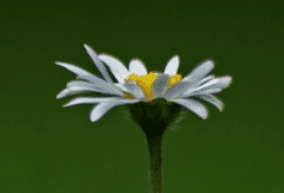 Capture.PNG Capture.PNG
