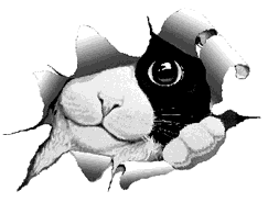 cat7_e0.gif