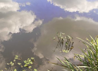 skyweeds copy.jpg