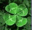 4 leaf clover.PNG 4 leaf clover.PNG