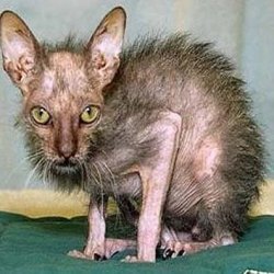 worlds-ugliest-cat.jpg worlds-ugliest-cat.jpg