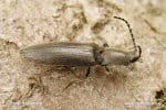 thumb-click-beetle-1505.jpg