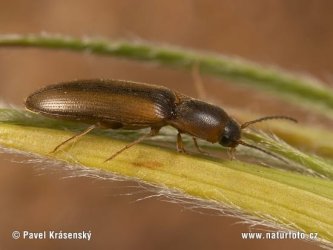 click-beetle-1506.jpg