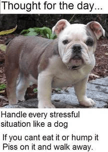 dogthought.PNG