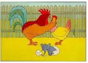 chicken.jpg