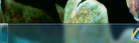 transparent start button3.PNG