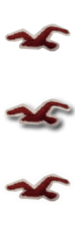 Hollister Bird.png Hollister Bird.png