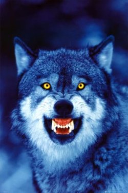 wolf poster.jpg