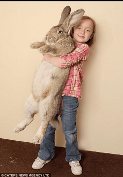bigbunny.PNG