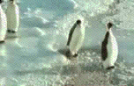 penguinslap[1].gif