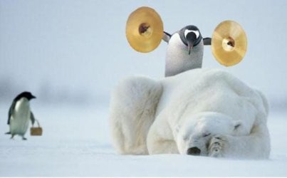 Penguin bear.jpg