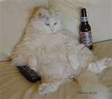 drunk cat.jpg