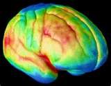 brain.jpg