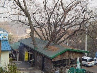 Tree+House.jpg