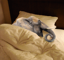 1241698442_snoring-elephant.gif 1241698442_snoring-elephant.gif