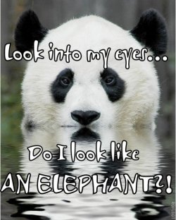 panda says no.jpg panda says no.jpg