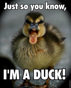 Ima duck.jpg Ima duck.jpg