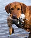 duck.jpg duck.jpg