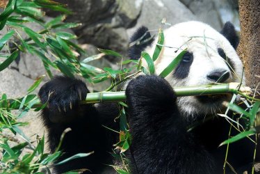 800px-Giant_Panda_Tai_Shan.JPG