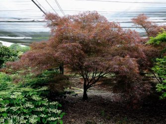 Acer Linearilobum.jpg