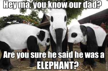 confused pandas.jpg confused pandas.jpg