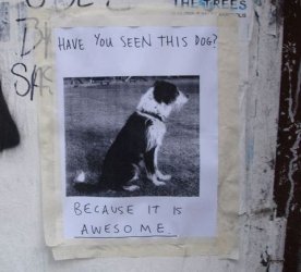 thumb-haveYouSeenDog.jpg
