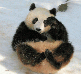 panda.gif panda.gif