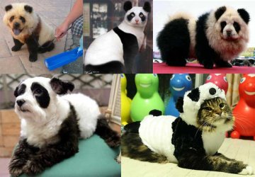 animals-that-look-like-pandas.jpg animals-that-look-like-pandas.jpg