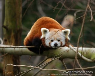 craimark.com-%A9-2005--Red_Panda.jpg