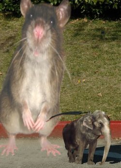 mouse&elephant.jpg mouse&elephant.jpg